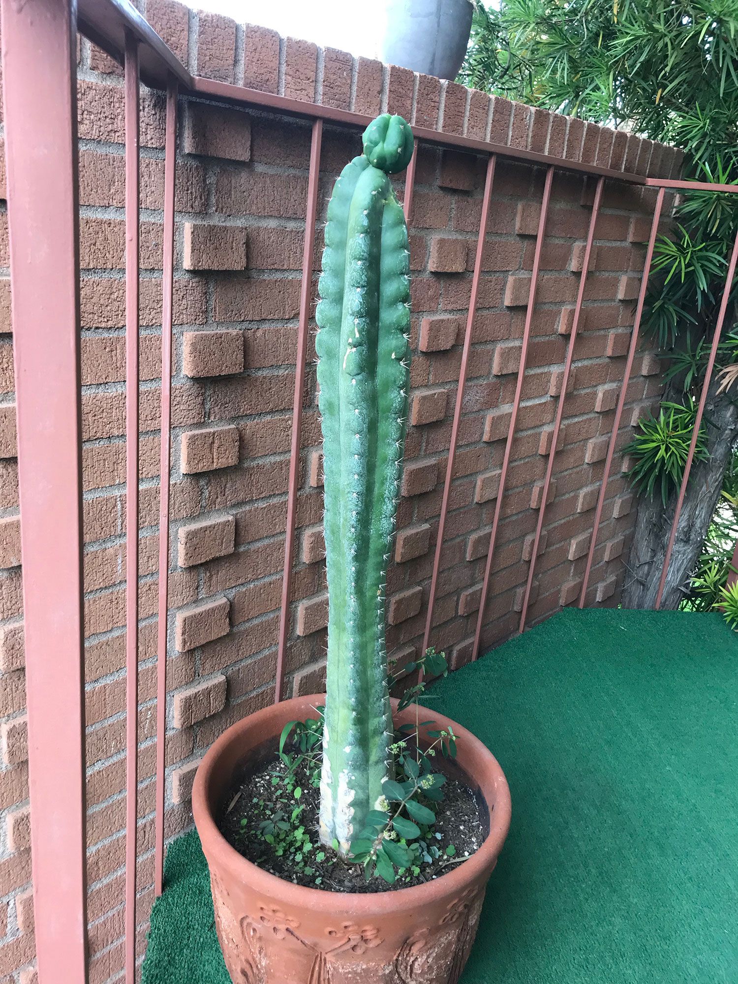 A single columnar San Pedro cactus in a terracotta pot against a brick garden wall